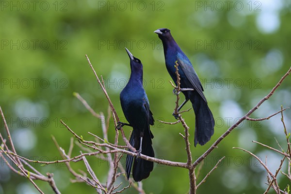 Common Grackle (Quiscalus quiscula), two birds on tree, Wakodahatchee Wetlands, Delray Beach, Florida, USA, North America