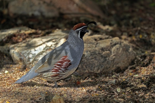 Gambel's quail (Callipepla gambelii), adult, male, alert, Sonoran Desert, Arizona, North America, USA, North America