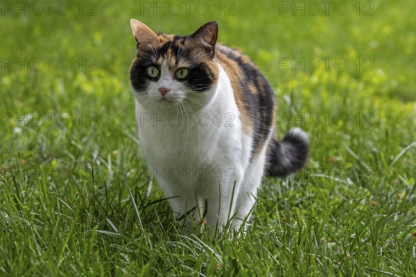 Cat, European Shorthair, felidae (Felis catus), tricoloured, sitting in the grass, Baden-Württemberg, Germany, Europe