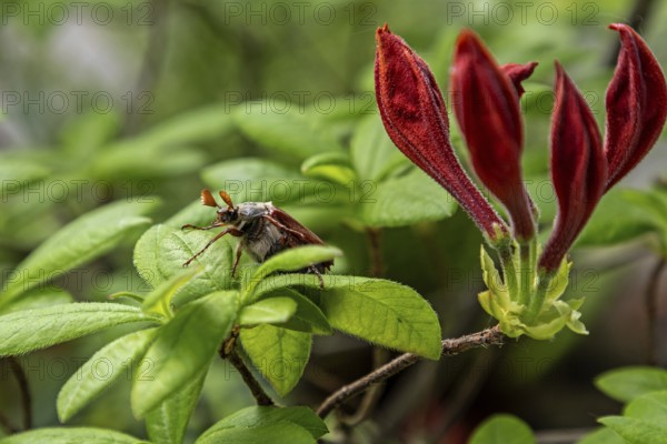 Cockchafer (Melolontha) sitting on azalea, Baden-Württemberg, Germany, Europe