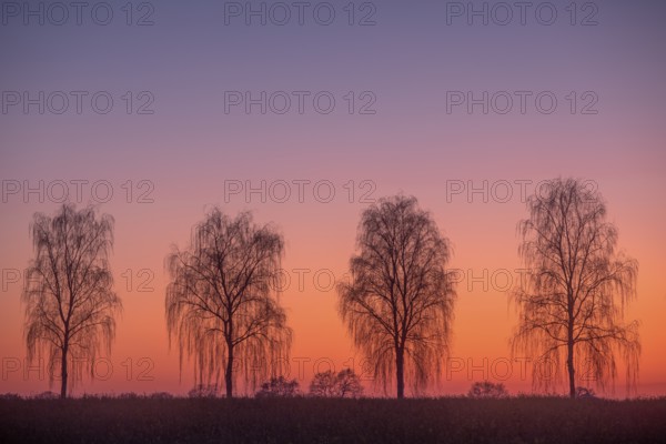 Hanging birch trees in the evening light (Pedula pendula) Village in Münsterland, North Rhine-Westphalia