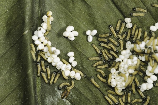 Ailanthus silkmoth (Samia cynthia), eggs and freshly hatched caterpillars, occurring in Asia