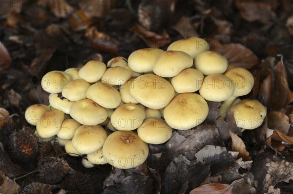 Sulphur tuft (Hypholoma fasciculare), North Rhine-Westphalia, Germany, Europe