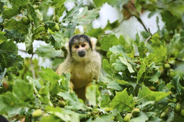 Common squirrel monkey (Saimiri sciureus) in a tree, captive, distribution South America
