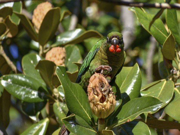 Maroon-bellied Parakeet (Pyrrhura frontalis) eating the red seeds from a magnolia tree, seen in Buenos Aires, Argentina, South America