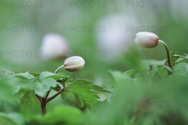 Wood anemone (Anemone nemorosa), end of March, Germany, Europe