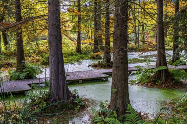 The Botanical Garden of the Ruhr University Bochum, in the district of Bochum-Querenburg, North Rhine-Westphalia, Germany, Botanical Garden of the Ruhr University Bochum, tertiary pond, swamp cypresses, in the district of Bochum-Querenburg, North Rhine-Westphalia, Germany, Europe