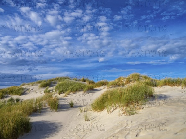 Amrum Island, landscape Germany, dune, dunes, grass, structure, form, vegetation, Amrum, Amrum Island, Schleswig-Holstein, Germany, Europe