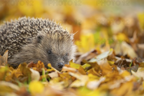 European hedgehog (Erinaceus europaeus) adult animal on fallen autumn leaves, England, United Kingdom, Europe