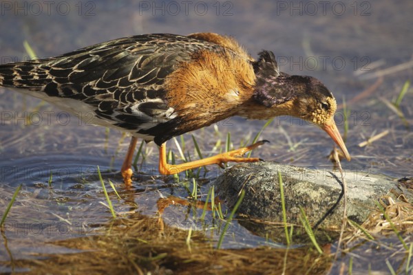 Ruff (Calidris pugnax) Foraging at a tundra lake, Lapland, Northern Norway, Norway, Scandinavia, Europe