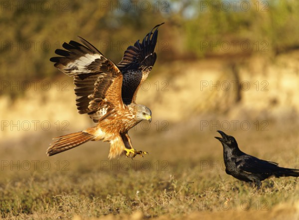 Red kite (Milvus milvus), raven, flight, Pyrenees, Spain, Europe