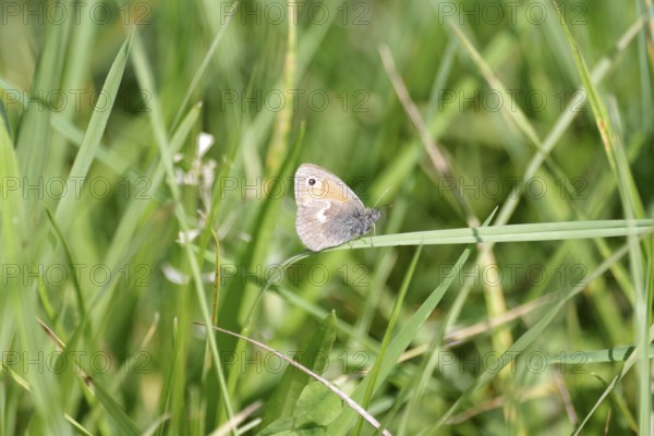Small heath (Coenonympha pamphilus), butterfly, grass, The Small heath sits on a blade of grass in the meadow