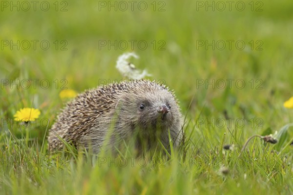 European hedgehog (Erinaceus europaeus) adult animal on a springtime meadow, Suffolk, England, United Kingdom, Europe