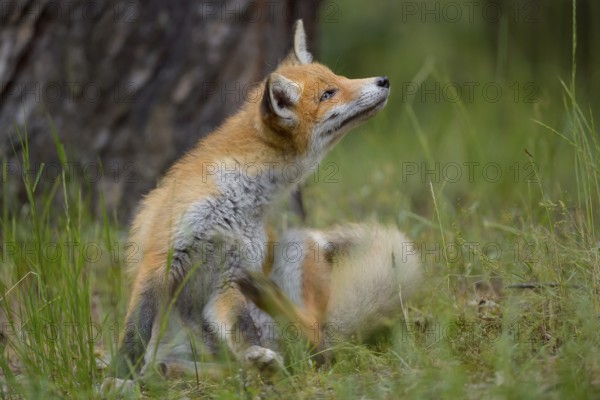 Red fox (Vulpes vulpes), a fox sits in the grass and scratches itself, in the background a tree trunk, summer, Hesse, Germany, Europe