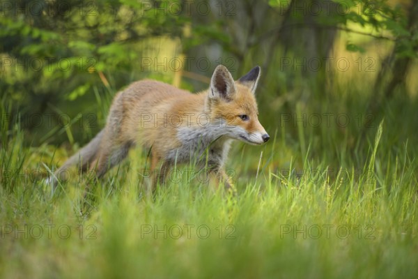 Red fox (Vulpes vulpes), young fox running through the green grass of a forest, summer, Hesse, Germany, Europe