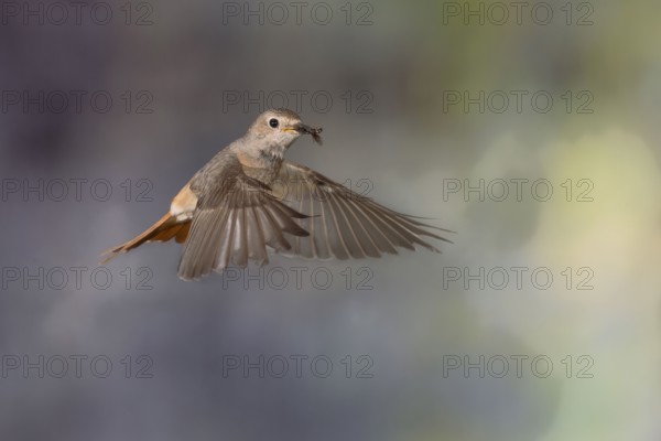 Common redstart (Phoenicurus phoenicurus), female approaching the nest with food in her beak, North Rhine-Westphalia, Germany, Europe