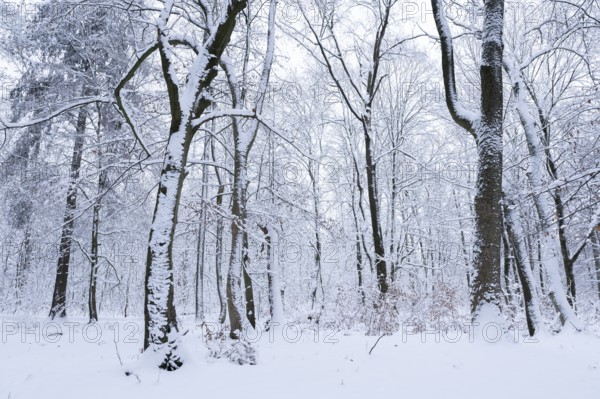 Snow-covered deciduous forest in winter, Hainich National Park, Thuringia, Germany, Europe