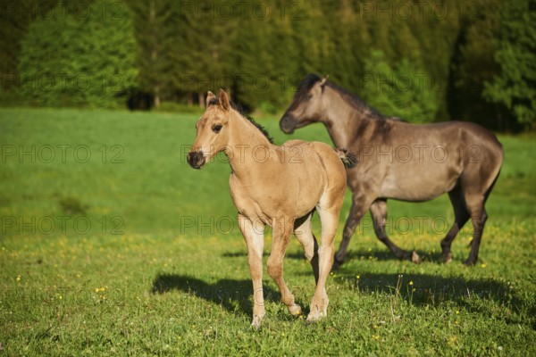 American Quarter Horse foals on a meadow, Bavaria, Germany, Europe