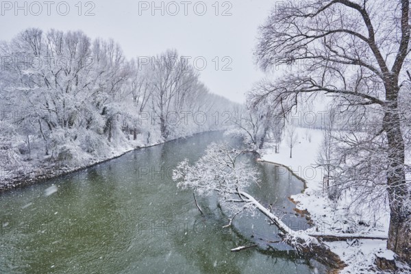 Landscape of the Donau with snowy trees in winter, Regensburg, Upper Palatinate, Bavaria, Germany, Europe
