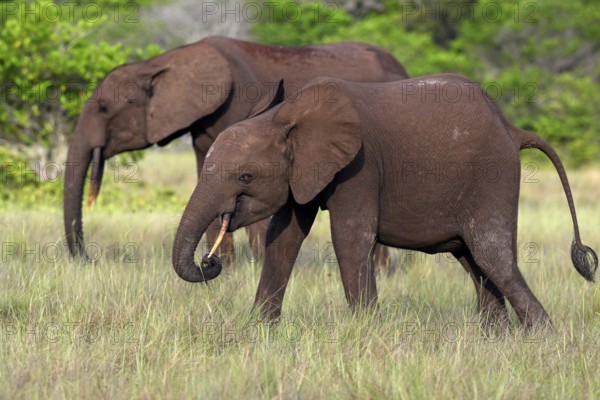 African forest elephants (Loxodonta cyclotis) in a clearing in Loango National Park, Parc National de Loango, Ogooué-Maritime Province, Gabon, Africa