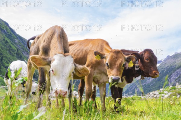 Several cows on a green pasture in the middle of the mountains under a blue sky, Klein Tibet, Zillertal, Austria, Europe