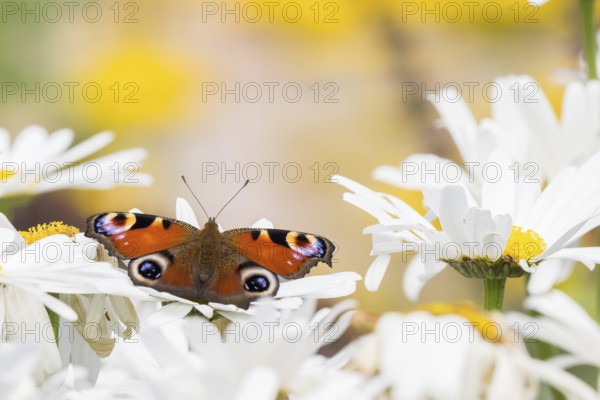 A peacock butterfly (Inachis io, Nymphalis io) resting on white flowers, daisies, close-up, Hesse, Germany, Europe