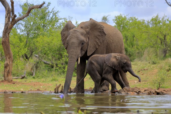 African elephant (Loxodonta africana), adult, male, bull, young animal, young bull with young animal, at the water, drinking, Kruger National Park, Kruger National Park, South Africa, Africa