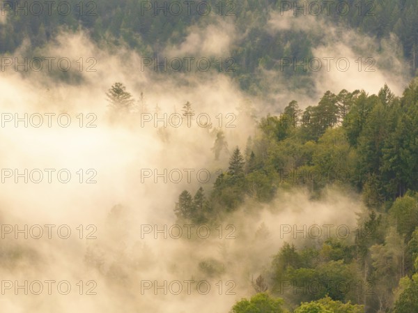 Foggy forest landscape with dense trees and dreamy atmosphere in the morning light, Calw, Black Forest, Germany, Europe