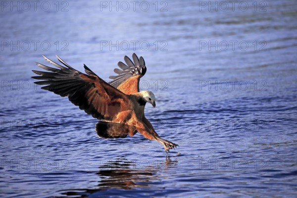 Fish hawk (Busarellus nigricollis), adult flying, hunting, on the hunt, Pantanal, Mato Grosso, Brazil, South America