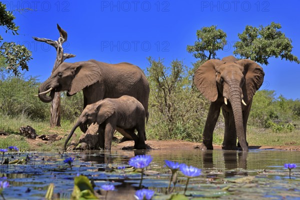 African elephant (Loxodonta africana), adult, female, mother, male, bull, young animal, mother with young animal and young bull, at the water, drinking, Kruger National Park, Kruger National Park, South Africa, Africa