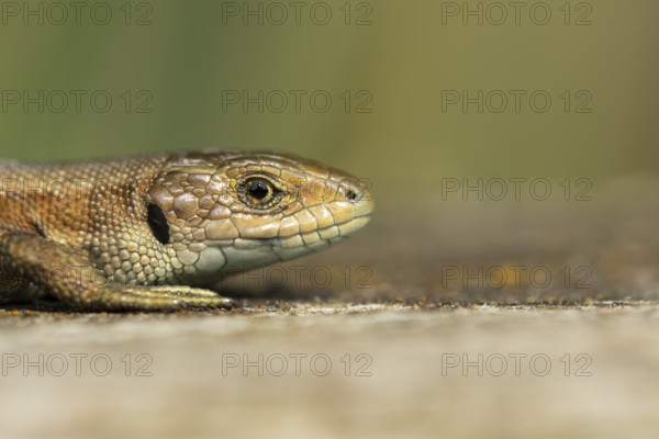Common lizard (Zootoca vivipara) adult reptile basking on a wooden sleeper, England, United Kingdom, Europe
