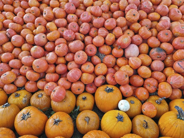 Hokkaido pumpkins, Lower Saxony, Germany, Europe