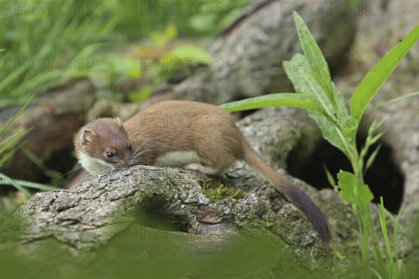 Ermine (Mustela erminea), large weasel