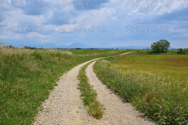 A country lane leads through flowering meadows under a sky with clouds, Valensole, Alpes-de-Haute-Provence, Provence-Alpes-Cote d'Azur, France, Europe