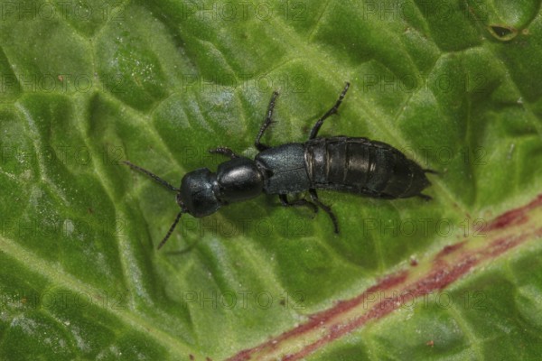 Devil's coach-horse beetle (Ocypu olens) crawling on a green leaf in nature, Baden-Württemberg, Germany, Europe
