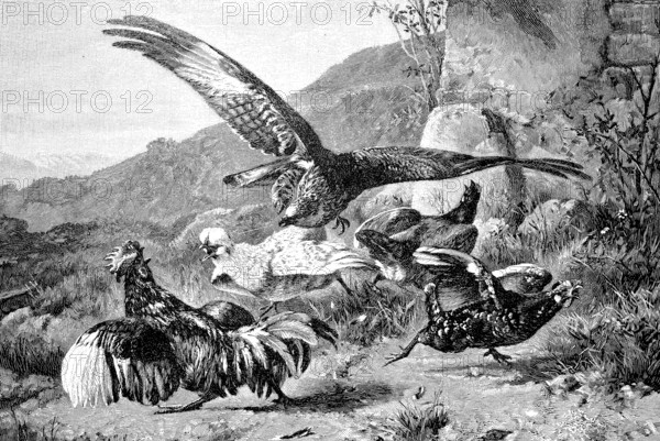 Bird of prey attacks a group of chickens, Historical, digital reproduction of an original from the 19th century