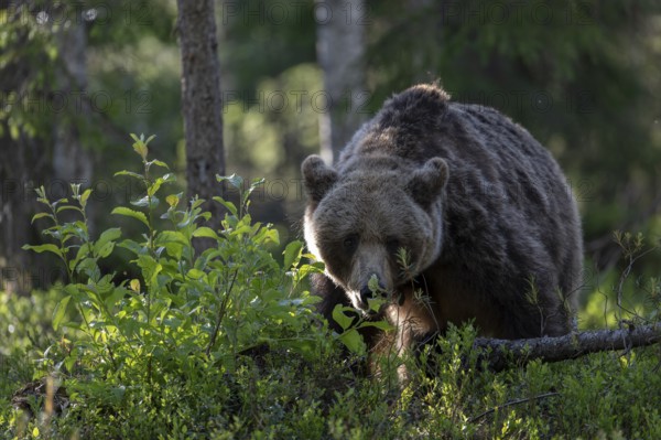 European brown bear, Karelia, Finland, Europe
