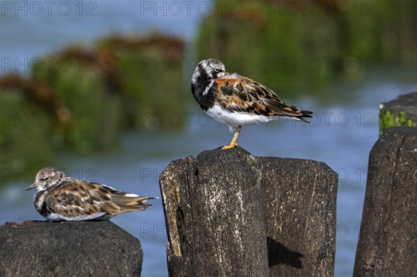 Two ruddy turnstones (Arenaria interpres) in breeding plumage resting on wooden breakwater used as high tide refuge during high water in summer