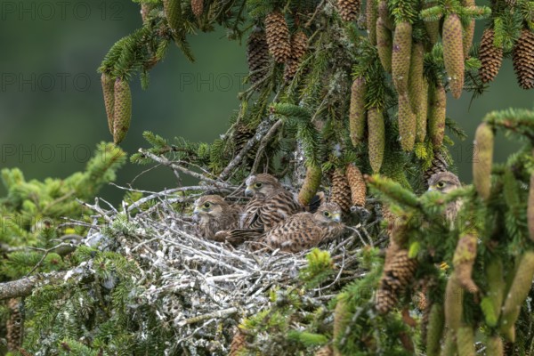 Common kestrel (Falco tinnunculus), young birds not yet ready to fly in the nest, Rhineland-Palatinate, Germany, Europe