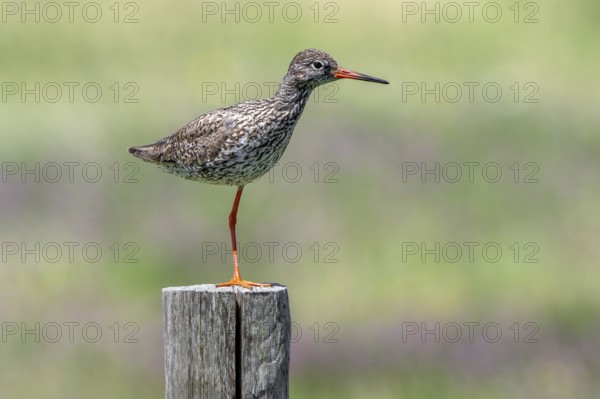 Common redshank (Tringa totanus) in breeding plumage perched on one leg on wooden fence pole along meadow in summer