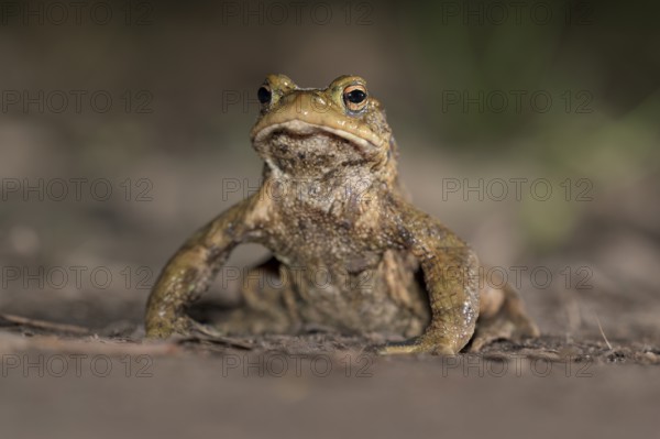 Common toad (Bufo bufo), single male, on the way to spawning waters, evening, toad migration, Bottrop, Ruhr area, North Rhine-Westphalia, Germany, Europe