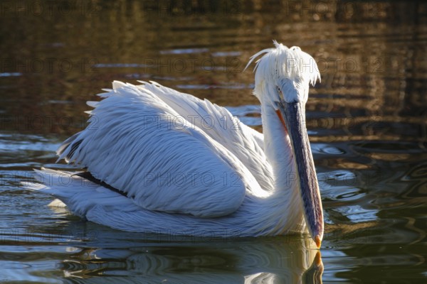 Swimming Dalmatian Pelican (Pelecanus crispus), occurring in south-east Europe, Asia, captive, North Rhine-Westphalia, Germany, Europe