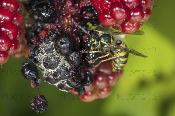 Common wasp (Vespula vulgaris) feeding on ripe berries of blackberry bush (Rubus cultivar) in garden