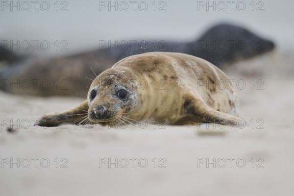 Grey seal (Halichoerus grypus) lying on the beach, Düne, Helgoland, Schleswig-Holstein, Germany, Europe