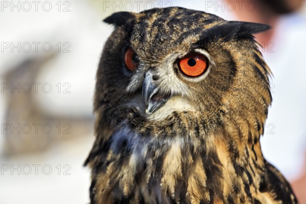 Bengal Eagle Owl (Bubo bengalensis), attentive gaze, captive, Bird Park, Berlebeck Eagle Observatory, Detmold, North Rhine-Westphalia, Germany, Europe