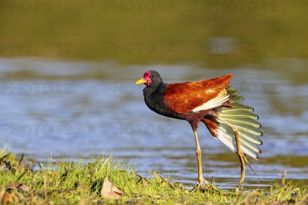 Red-fronted leaflet (Jacana jacana) Pantanal Brazil