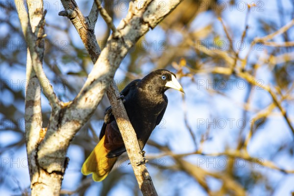 Yellow-rumped cacique (Cacicus cela) Pantanal Brazil