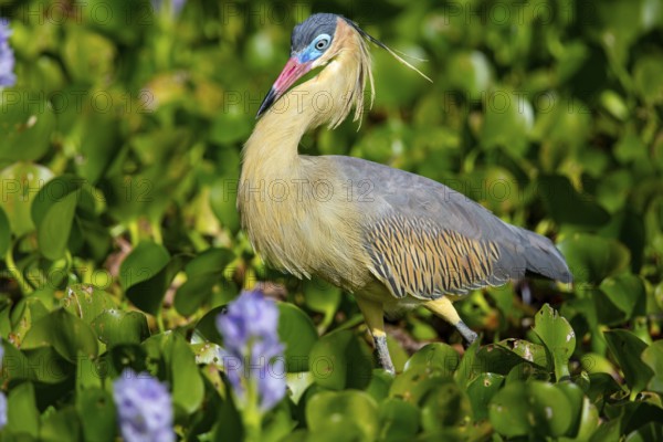 Whistling heron (Syrigma sibilatrix) Pantanal Brazil