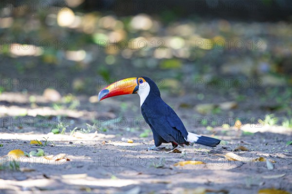 Giant toucan (Ramphastos toco) Pantanal Brazil