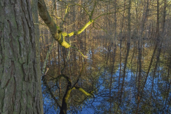 Trees reflected in the water of a pond in the moor adventure trail, Otternhagener Moor, Resse, Neustadt am Rübenberge, Hanover, Lower Saxony, Germany, Europe